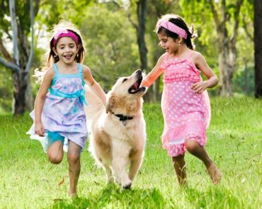 Pet Dogs – Are They Beneficial To Humans ?